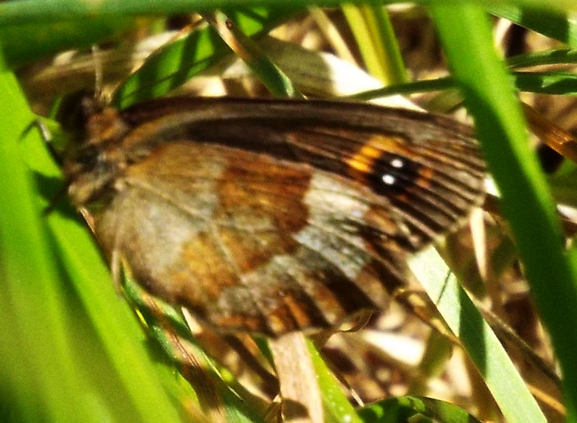 Farfalla da identificare - Erebia aethiops